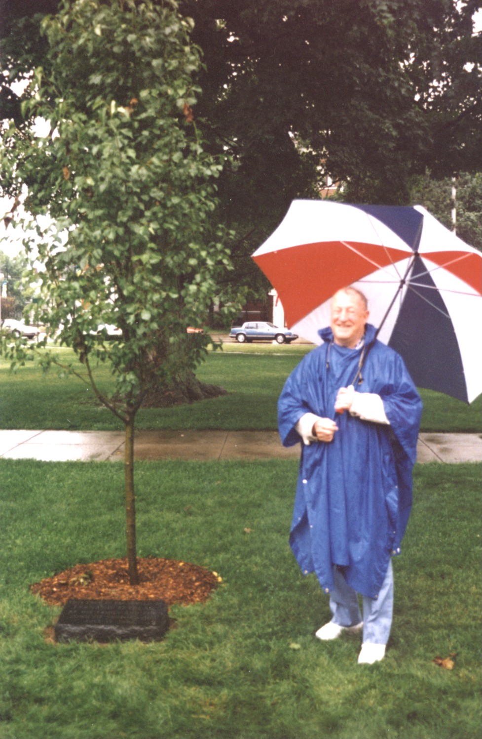 Fern With Tree.jpg (348804 bytes)