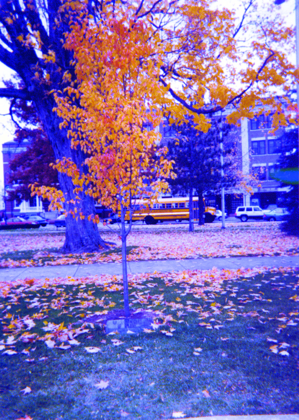 fern_tree_fall97.jpg (1448672 bytes)